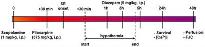 Hypothermia Reduces Mortality, Prevents the Calcium Plateau, and Is Neuroprotective Following Status Epilepticus in Rats